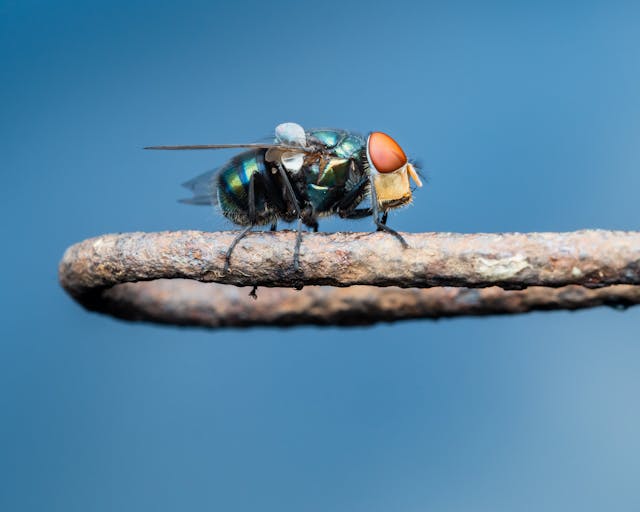 Effective Strategies for a Pest-Free Home: A Guide for Homeowners