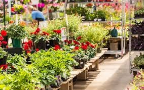 Indoor Plants Buying Guide Choosing the Best Garden Center for Healthy Plants