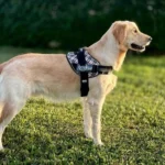 The Benefits of No-Pull Dog Harnesses: Why Your Dog Needs One
